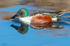 Shoveler-280.jpg