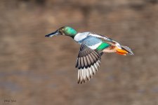 Shoveler-282.jpg