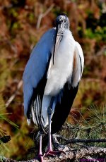 DSC_1042_001.JPG