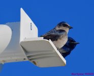 DSC_1046_001.JPG