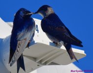 DSC_1051_001.JPG
