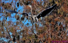 DSC_1058_001.JPG
