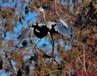 DSC_1059_001.JPG