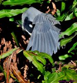 DSC_1076_001.JPG