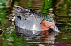 DSC_1095_001.JPG