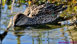 DSC_1105_001.JPG