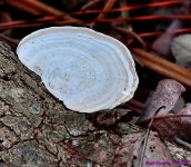 DSC_1241_001.JPG