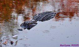 DSC_1253_001.JPG