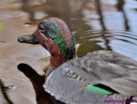 DSC_1259_001.JPG