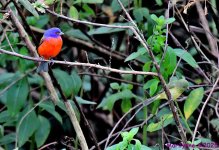 DSC_1319_stitch_001.JPG