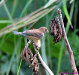 DSC_1348_001.JPG
