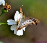 DSC_1372_001.JPG