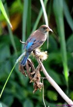 DSC_1383_001.JPG