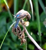 DSC_1387_001.JPG