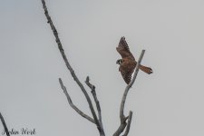 20240208American Kestrel-RD5_8666-Edit-Edit.jpg