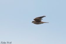 20240208American Kestrel-RD5_8673-Edit.jpg