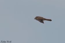 20240208American Kestrel-RD5_8674-Edit.jpg