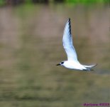 DSC_1405_001.JPG
