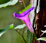 DSC_1453_001.JPG