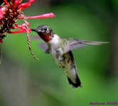 DSC_1471_001.JPG