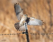 KestrelLanding-282.jpg