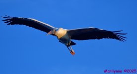 DSC_1514_001.JPG