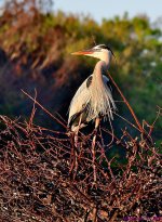 DSC_1519_001.JPG