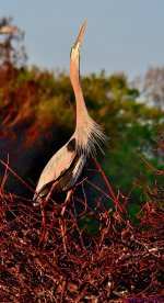 DSC_1520_001.JPG