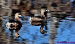 DSC_1544_001.JPG