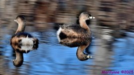 DSC_1551_001.JPG