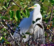 DSC_1565_001.JPG