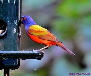 DSC_1601_001.JPG