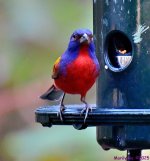 DSC_1604_001.JPG