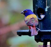 DSC_1611_001.JPG