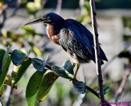 DSC_1659_001.JPG