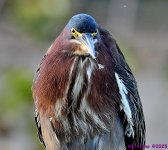 DSC_1667_001.JPG
