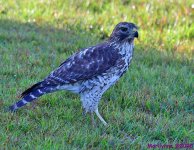DSC_1672_001.JPG