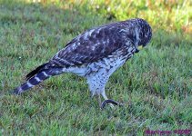 DSC_1675_001.JPG