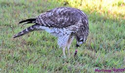 DSC_1686_001.JPG