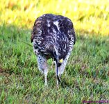 DSC_1765_001.JPG