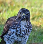 DSC_1778_001.JPG