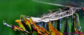 DSC_1784_001.JPG