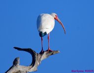 DSC_1788_001.JPG