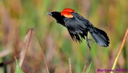 DSC_1803_001.JPG