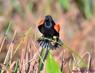 DSC_1824_001.JPG