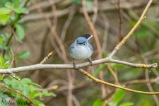 20240407Blue Gray Gnatcatcher-RD5_9130-Edit.jpg