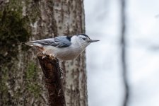 20240209White Breasted Nuthatch-RD5_8764-Edit.jpg