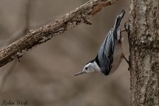 20240209White Breasted Nuthatch-RD5_8774-Edit.jpg