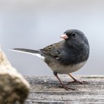 20200401Dark Eyed Junco-untitled (16 of 37)-Edit.jpg