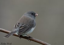 20200405Dark Eyed Junco-untitled (14 of 100)-Edit.jpg